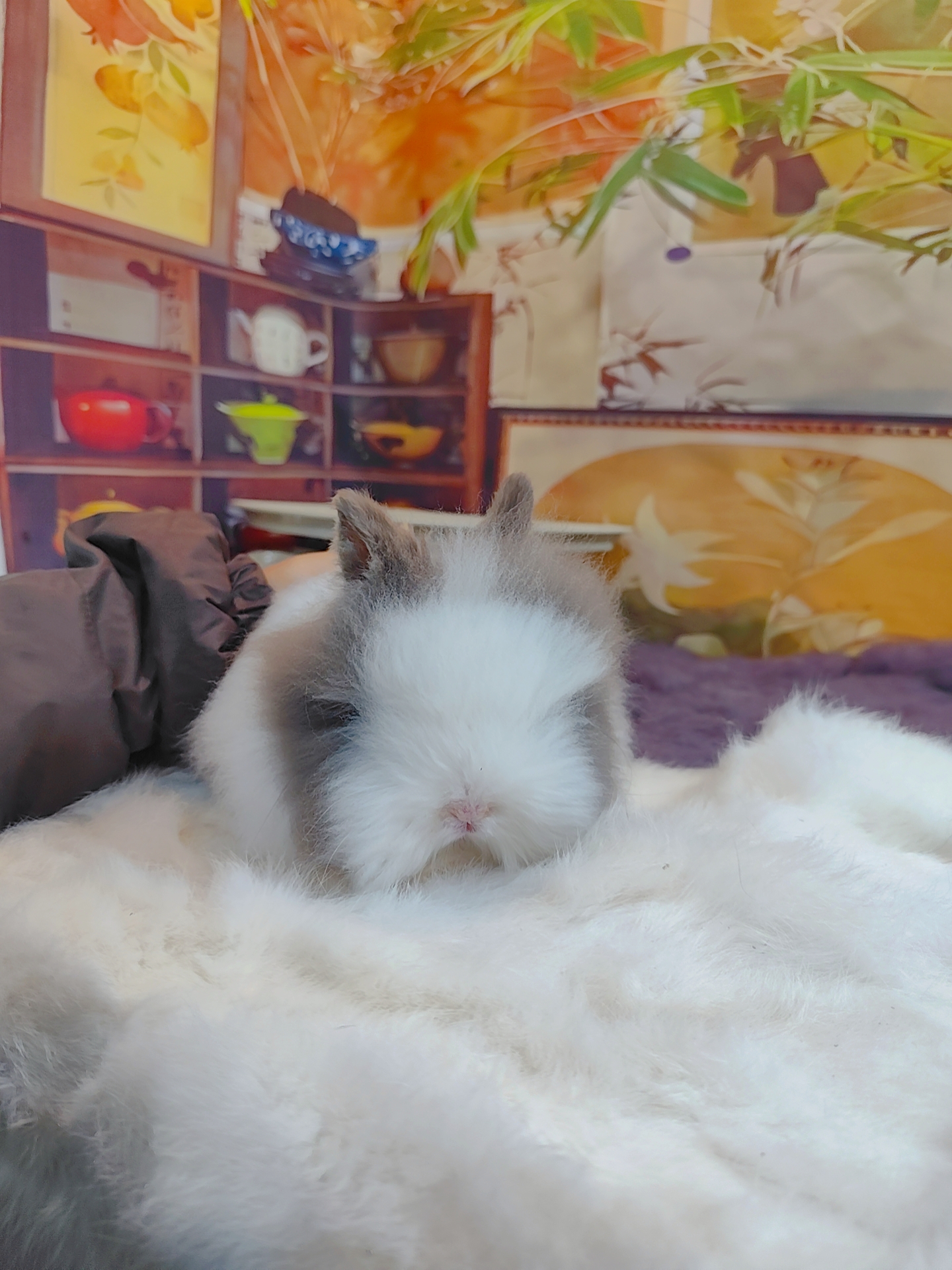 盖脸猫猫兔